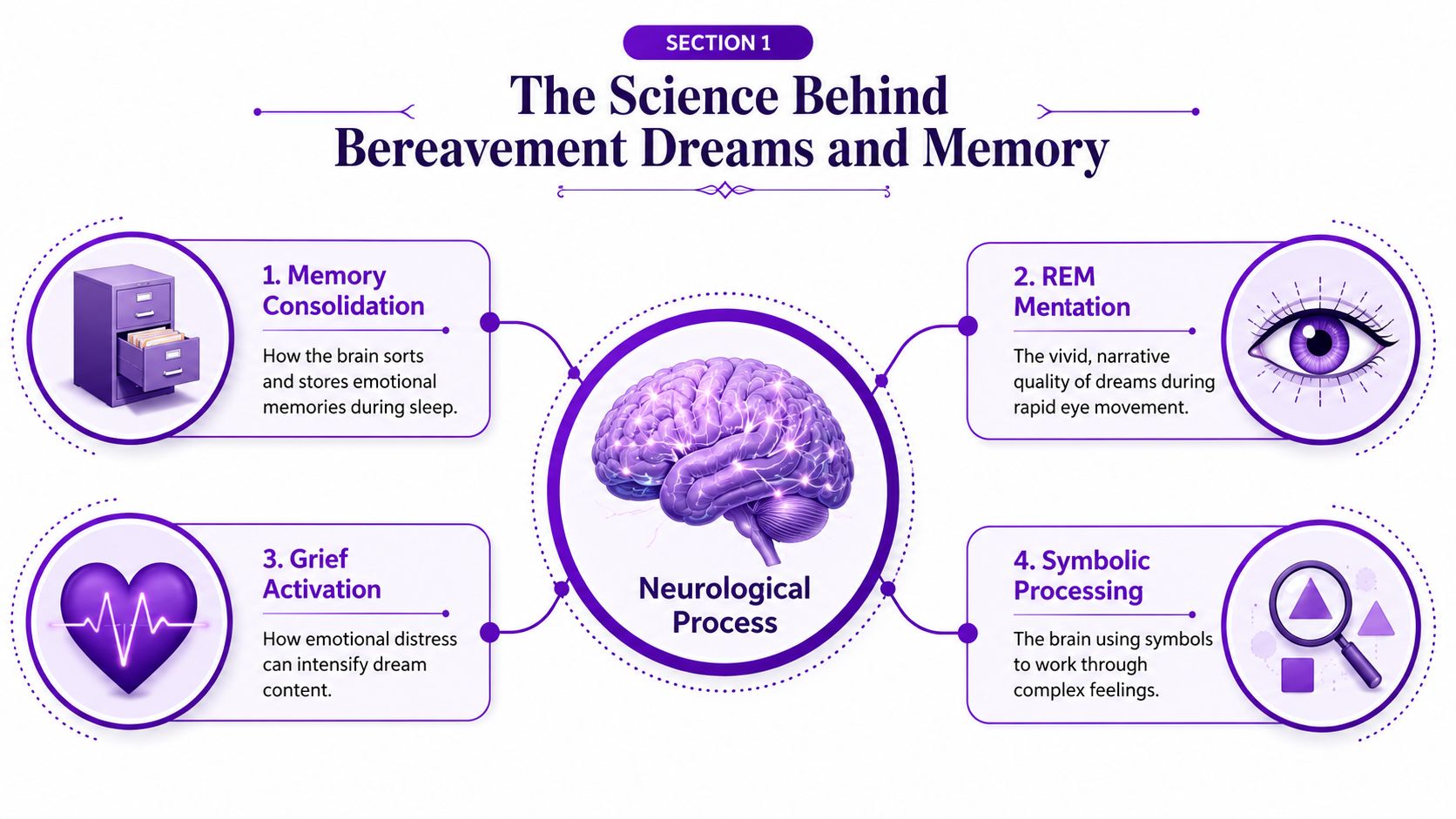 A scientific infographic titled The Science Behind Bereavement Dreams and Memory detailing neurological processes during sleep.